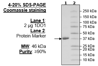 IDO1, His-tag (Human)