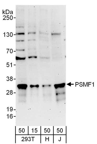 Anti-PSMF1