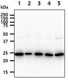 Anti-BAG2, clone 29E9