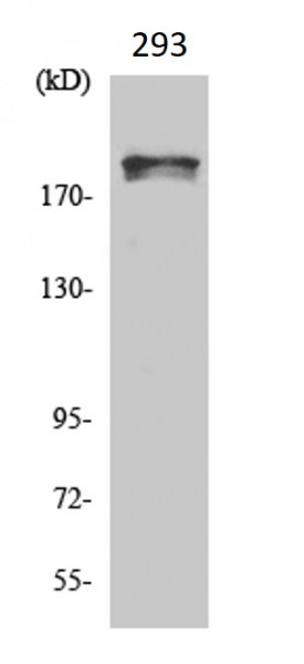 Anti-phospho-WNK1 (Thr60)