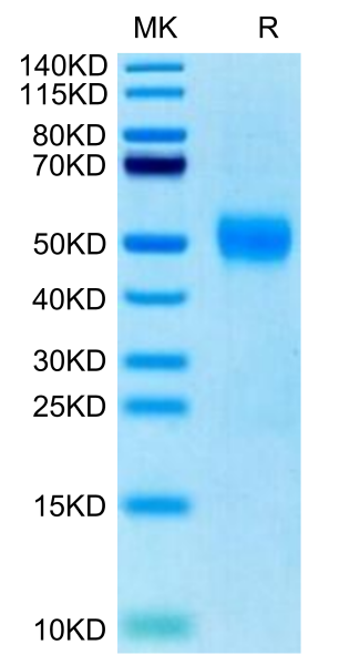 Biotinylated Human Siglec-3/CD33 Protein