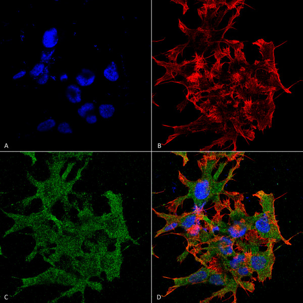 Anti-GABA B Receptor 1, clone S93A-49