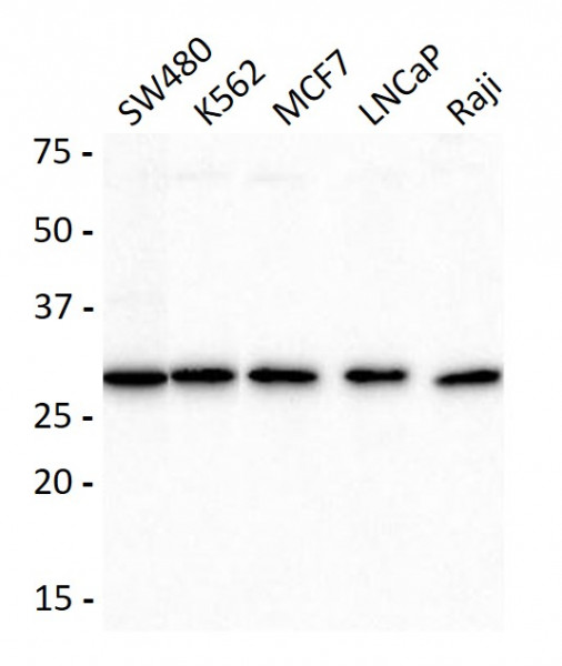 Anti-XPA, clone 71H3