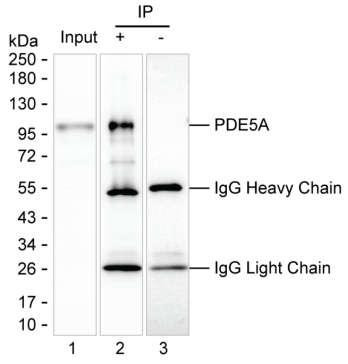 Anti-PDE5A