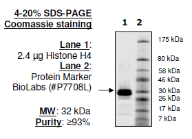 Histone H4 (HIST2H4A), human recombinant, N-terminal GST-tag