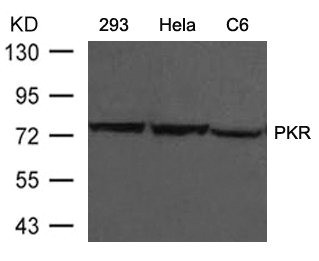 Anti-EIF2AK2 (Ab-446)