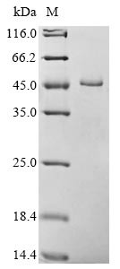 Phosphoglycerate kinase 1 (PGK1), Cricetulus griseus, recombinant