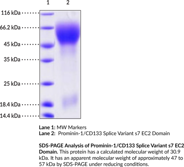 Prominin-1/CD133 Splice Variant s7 EC2 Domain (rat, recombinant)