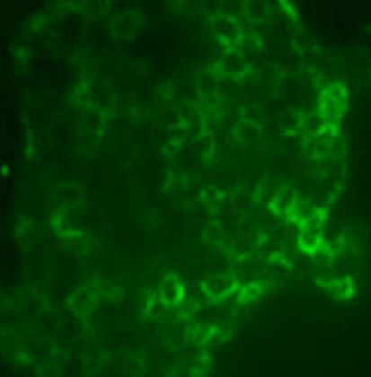 Anti-IFN-gamma, clone XMG1.2