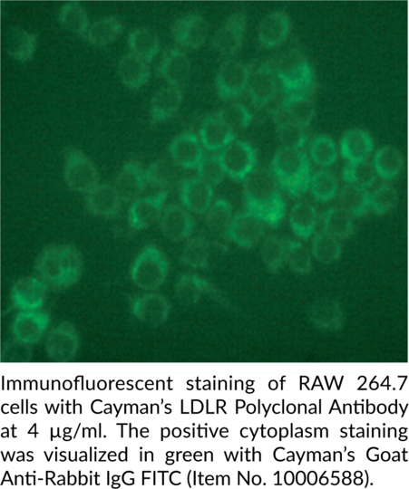 Anti-LDL Receptor