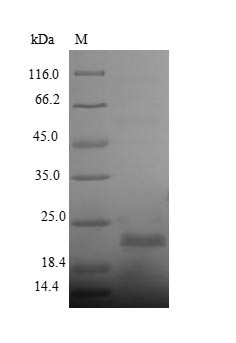 Phosphinothricin N-acetyltransferase (bar), Streptomyces hygroscopicus, recombinant
