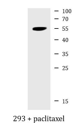 Anti-phospho-TRF1 (Ser219)