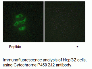 Anti-Cytochrome P450 2J2