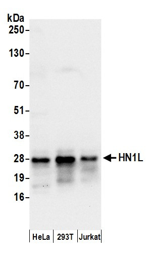 Anti-HN1L
