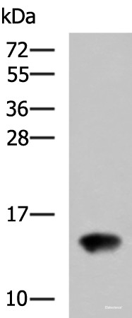 Anti-FAM19A4
