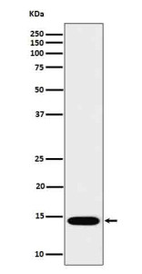 Anti-IL22 / Interleukin 22, clone 31I09