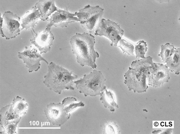 SW-1736 Cells
