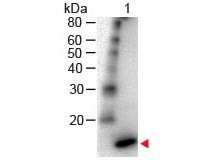 Anti-Interleukin-4 (IL-4), Peroxidase conjugated