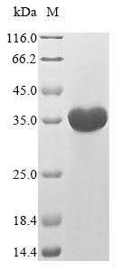 fMet-Leu-Phe receptor (Fpr1), partial, mouse, recombinant