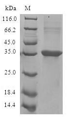 Eotaxin (CCL11), human, recombinant