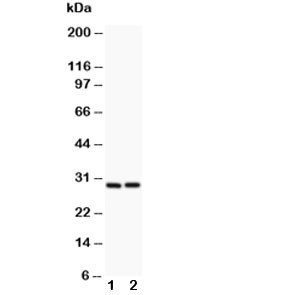 Anti-Bcl2A1