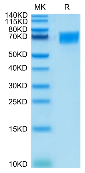 Human CD58 Protein