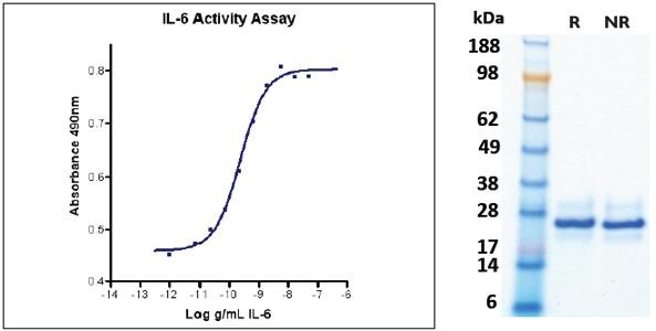 Interleukin-6 (IL-6), human recombinant (HumaXpress)