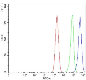 Anti-DNMT3b
