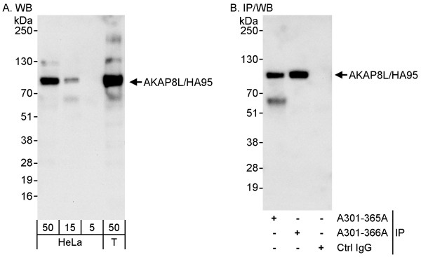 Anti-AKAP8L/HA95