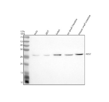 Anti-HES7 / Hairy and enhancer of split-related protein 7