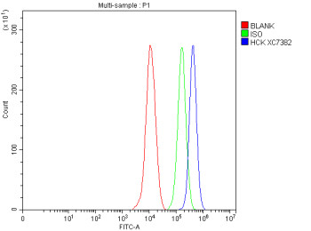 Anti-HCK / Hematopoietic cell kinase