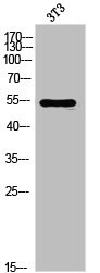 Anti-FGFRL1