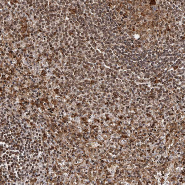 Anti-IL32