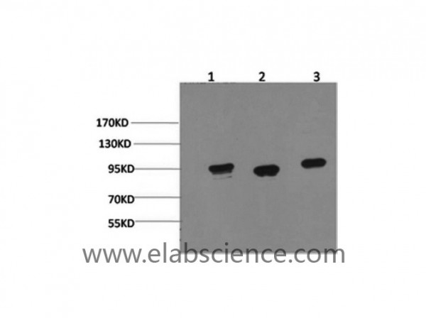 Anti-HSP90 alpha, clone 1F6