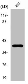 Anti-PRKAR1A