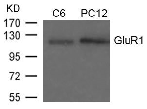 Anti-GRIA1 (Ab-849)