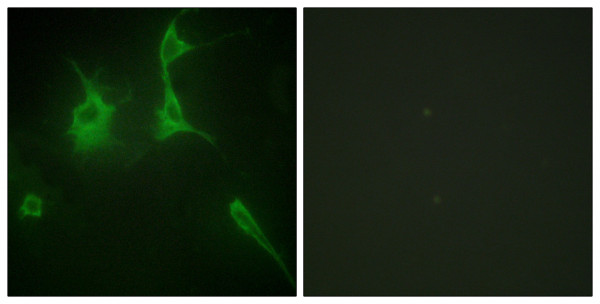 Anti-Collagen IX alpha 3