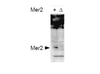 Anti-phospho-Mer2 (Ser30) (S.cerevisiae)