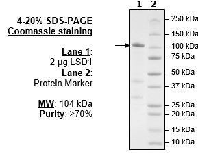 LSD1, active human recombinant protein
