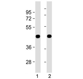 Anti-Zebrafish beta Actin
