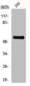 Anti-CDK5RAP3