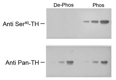 Anti-phospho-Tyrosine Hydroxylase (Ser40)
