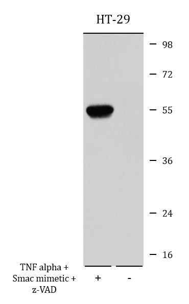 Anti-phospho-MLKL (Ser358)