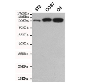 Anti-Hexokinase 2, clone 1E8-H3-F11