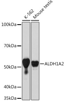 Anti-ALDH1A2
