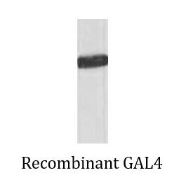 Anti-GAL4 DNA Binding Domain