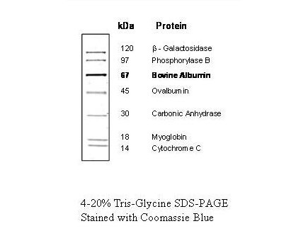 Protein Molecular Weight Marker (14-120kDa)