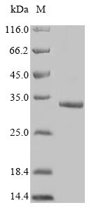 Protein FAM167A (FAM167A), human, recombinant