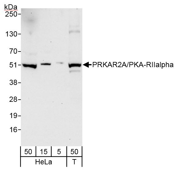Anti-PRKAR2A/PKA-RIIalpha