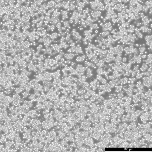 HEL Cells